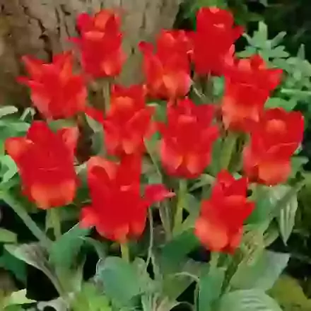 Red Riding Hood